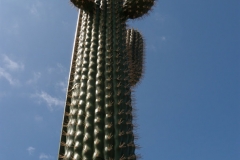 le_cactus_-_attraction_-_288
