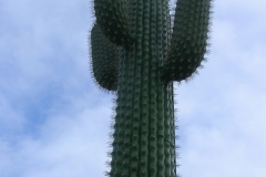 le_cactus_-_attraction_-_289