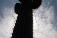 le_cactus_-_attraction_-_293
