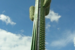 le_cactus_-_attraction_-_296