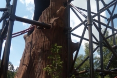 Timberdrop-attraction-10