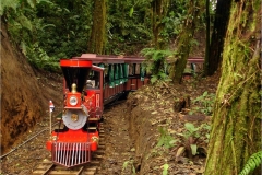 Trainforest-69