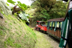 Trainforest-68