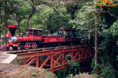 Trainforest
