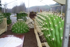 le_cactus_-_construction_-_400