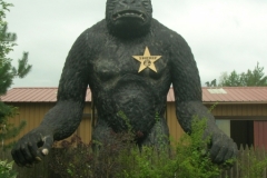 gorille2007a